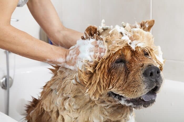 Flea treatments for dogs4