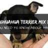 Ihuahua terrier