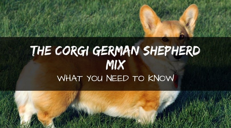 Corgi german shepherd mix