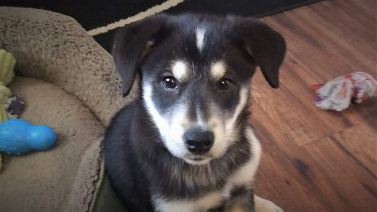 husky mix with border collie