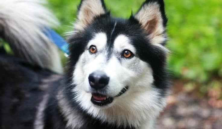 Everything You Need to Know about the Border Collie Husky Mix - PetDT