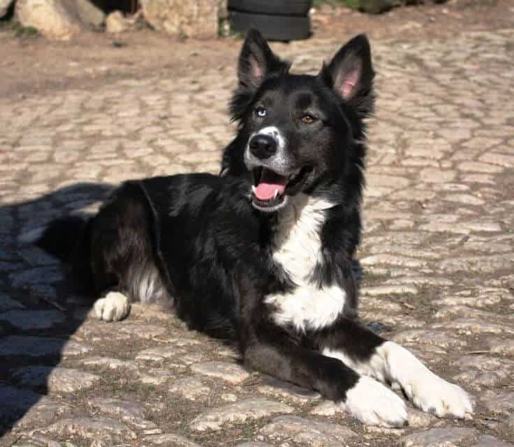 Everything You Need to Know about the Border Collie Husky