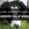 Border collie husky mix