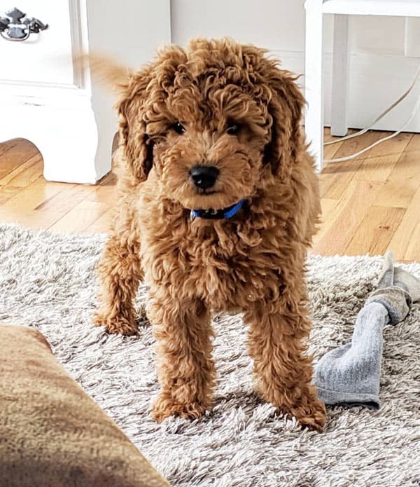 miniature mini goldendoodle