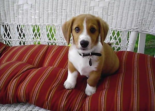 Beagle Mix Interesting Facts You Need to Know Now