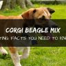Corgi Beagle mix dog