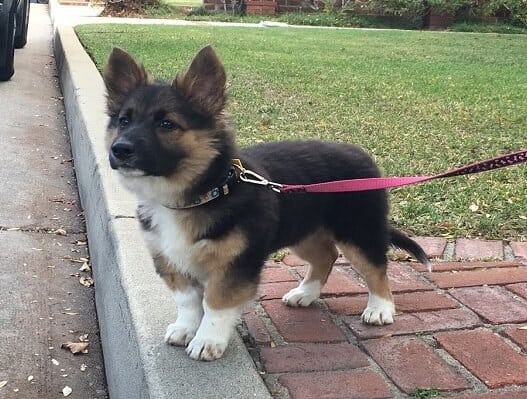 Corgi german shepherd mix