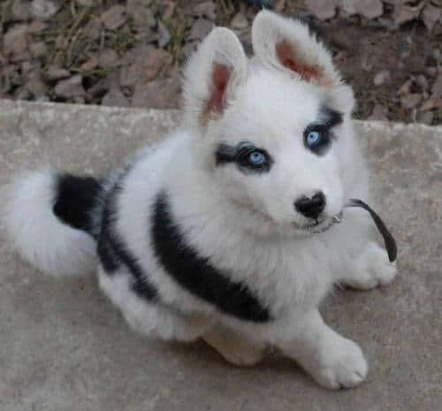 Corgi husky mix 1