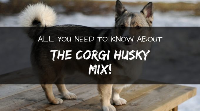 Corgi husky mix