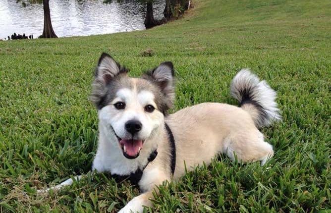 All You Need to Know About the Corgi Husky Mix! - PetDT