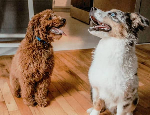 Playdate with a mini goldendoodle