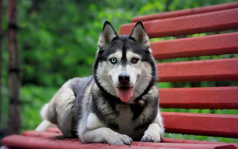 German Shepherd Husky Mix