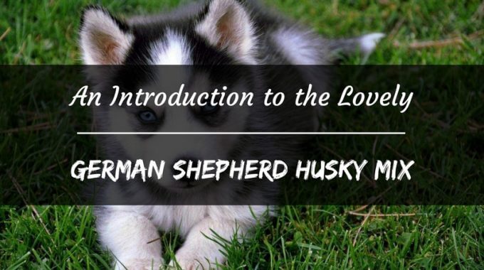 Introduction to german shepherd husky mix