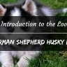 Introduction to German Shepherd Husky Mix