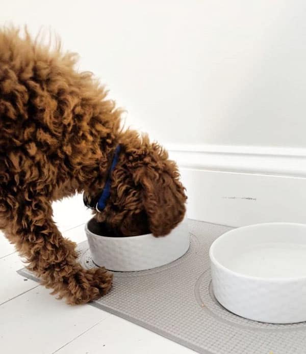 Feeding a miniature goldendoodle dog