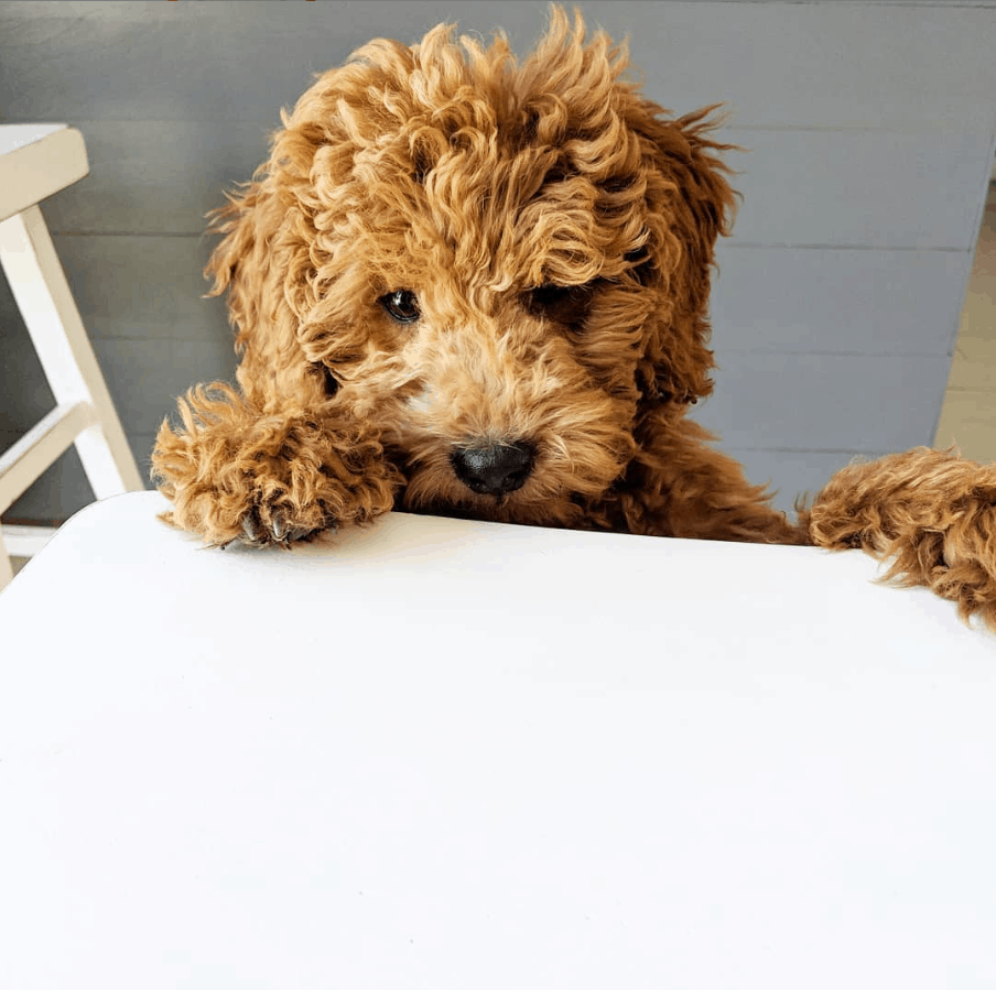 Goldendoodle1