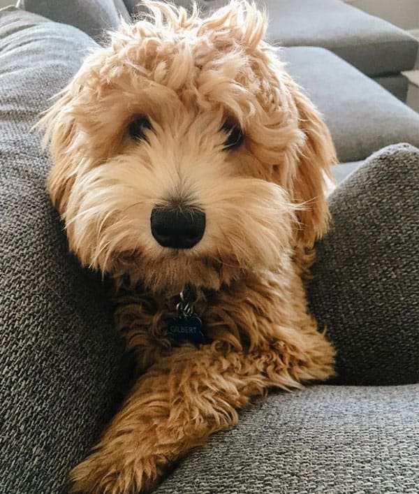 Cross breed mini goldendoodle resting