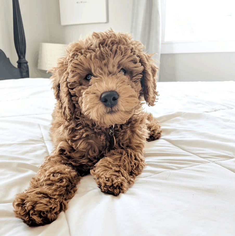 Goldendoodle9