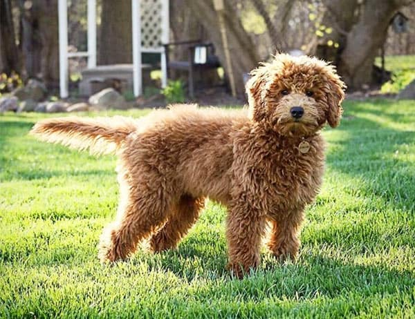 Mini goldendoodle getting sun