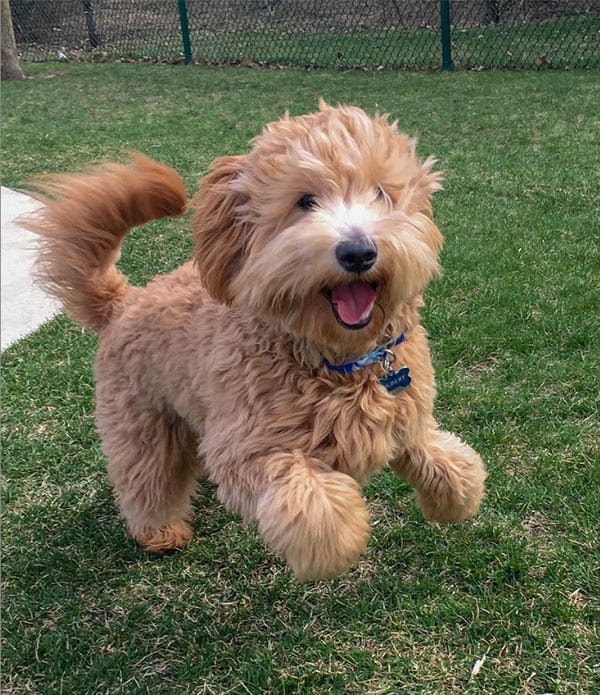 Running mini goldendoodle