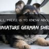 Miniature german shepherd