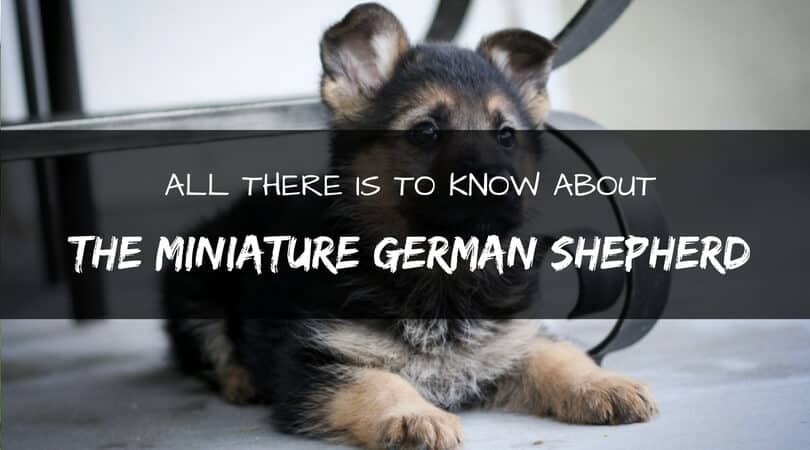 Miniature german shepherd