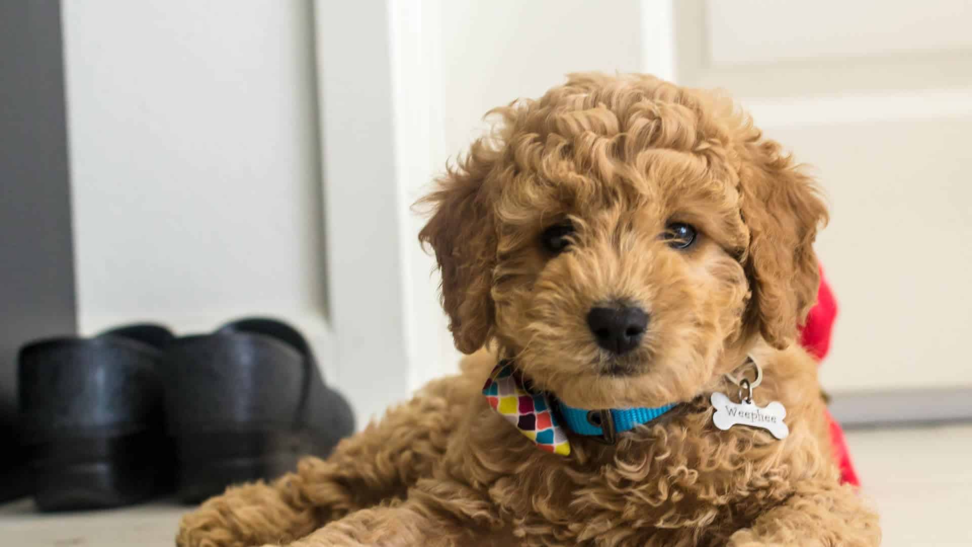 Miniature Goldendoodle 11 Incredible Facts You Need to Know PetDT