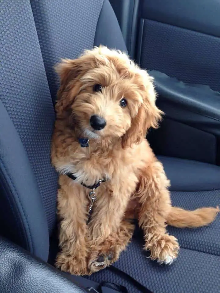 Miniature Goldendoodle: 11 Incredible Facts You Need to ...