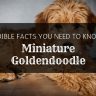 Miniature goldendoodle