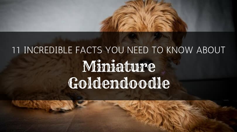 Facts about the mini goldendoodle