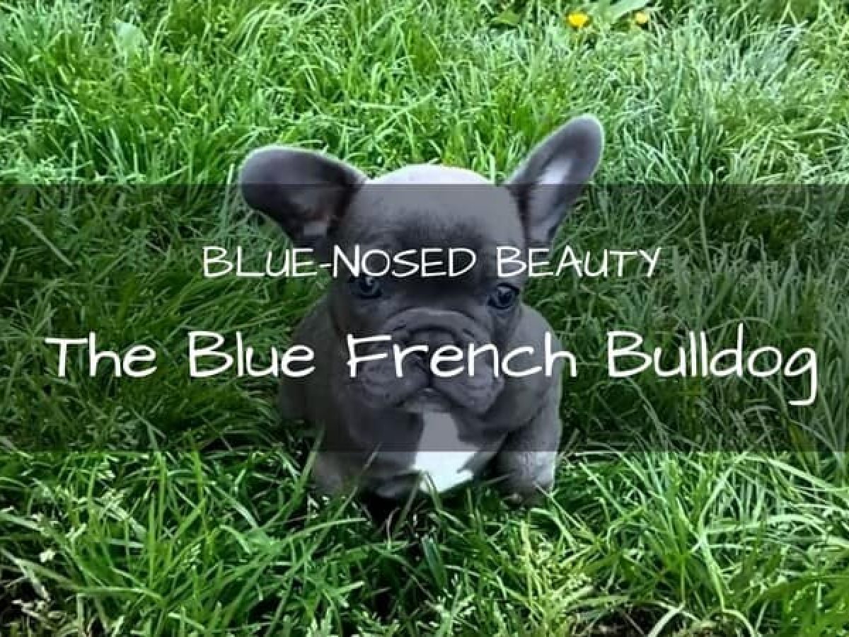 are blue french bulldogs hypoallergenic