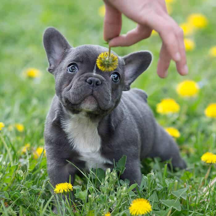 Blue-Nosed Beauty: The Blue French Bulldog - PetDT