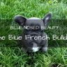 Blue french bulldog