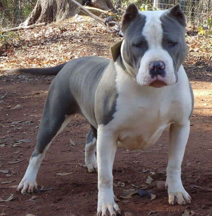 Gotti pitbulls 4