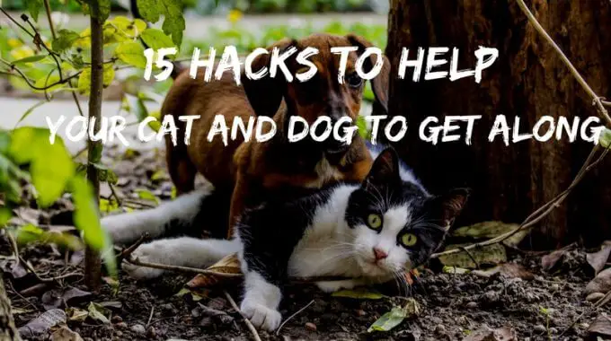 Help your cat and dog get along