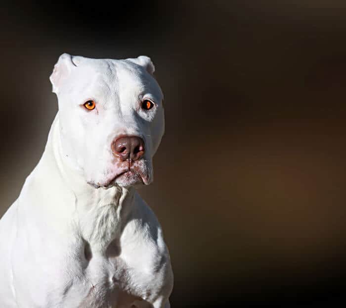 white pitbull