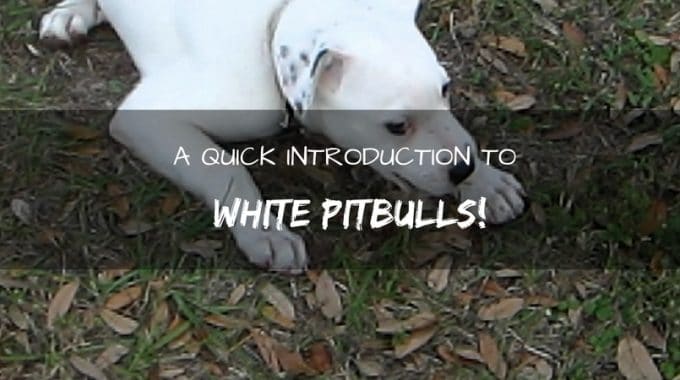 White pitbulls thumb