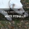 White pitbulls thumb