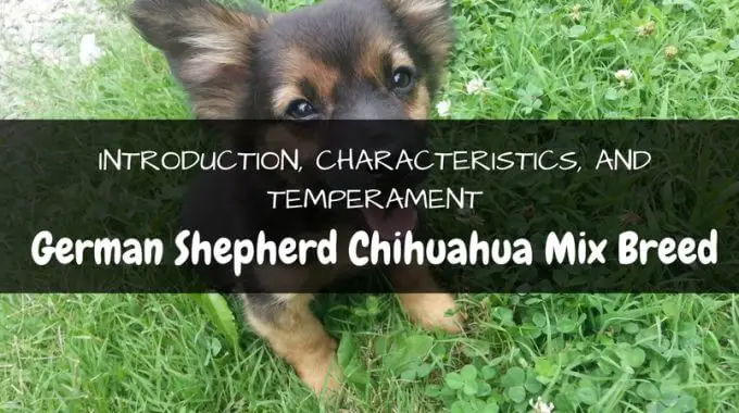 German shepherd chihuahua mix