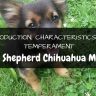 German shepherd chihuahua mix