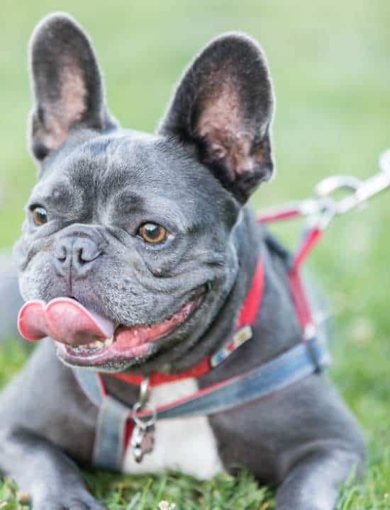 Blue-french-bulldog-on-leash