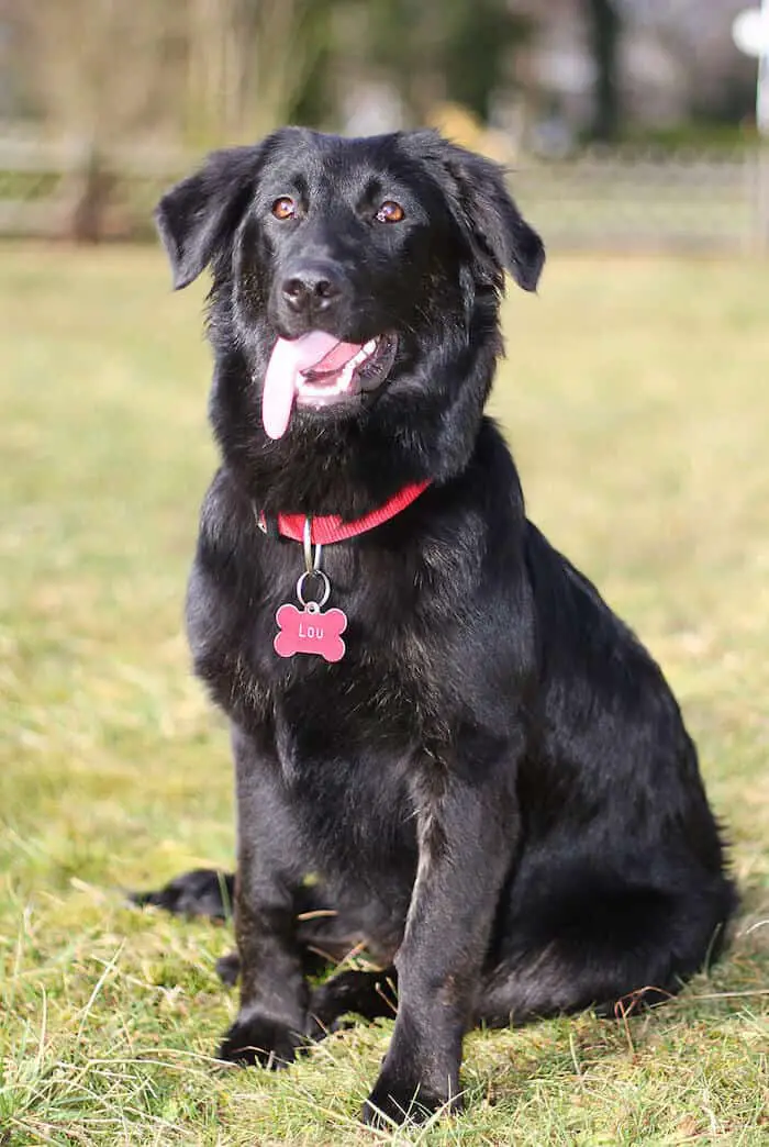 Border Collie Lab Mix Your Complete Guide to Raising a