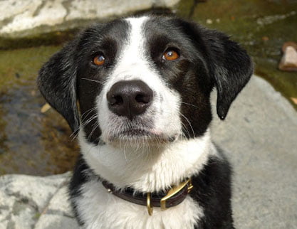 Border collie lab mix