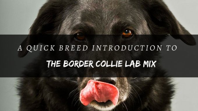 Border collie lab mix