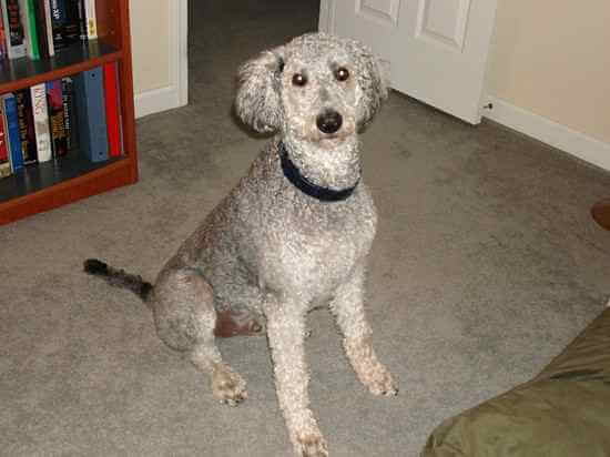 German shepherd poodle mix 4