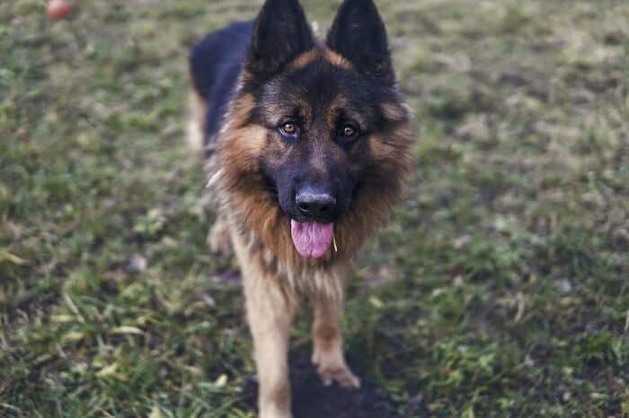 German shepherd