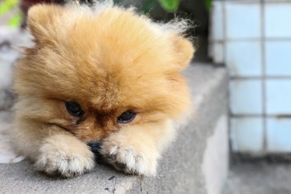 Teacup pomeranian