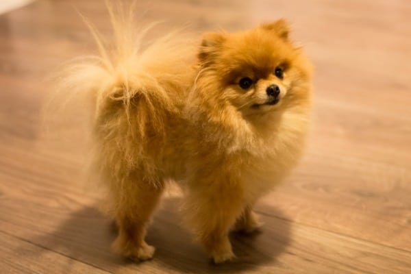 baby teacup pomeranians brown