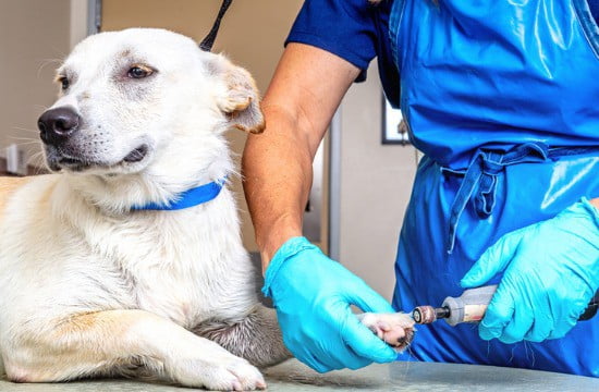 Groomer grinding dog's nails down