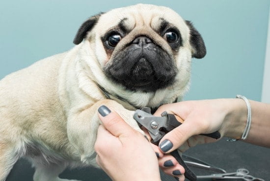 Using clippers instead of good dog nail grinders